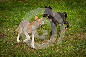 Grey Wolf Pups Canis lupus Meet