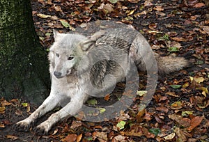 Grey Wolf resting