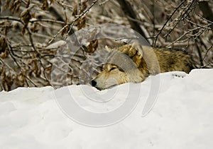 A Grey Wolf resting (Canis lupus)