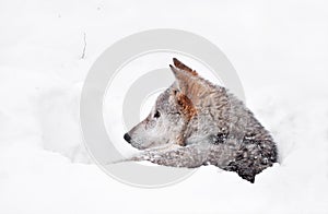 Grey wolf resting in deep snow winter den lair