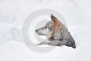 Grey wolf resting in deep snow winter den lair