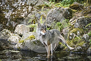 Grey wolf in a river with rocks