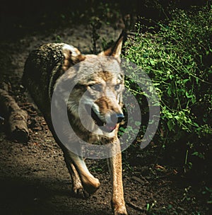 Grey Wolf running forest parh