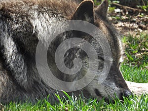 Grey Wolf sleeping at Wolf Mountain upstate NY photo