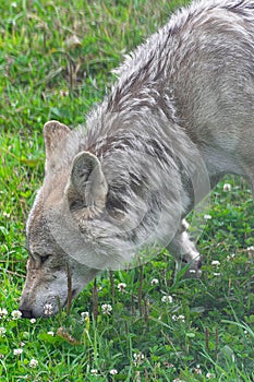 Grey wolf smelling the flowers