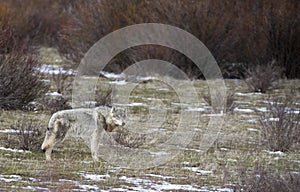 Grey wolf standing in grass with sagebrush