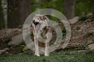 Grey wolf standing in a green meadow yawning.