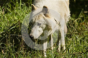 Grey wolf, timber wolf,Canis lupus . Wild white timber wolf..