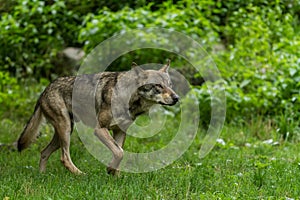 Grey Wolf walking in the forest