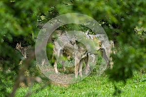 Grey Wolf walking in the forest