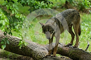 Grey Wolf walking in the forest