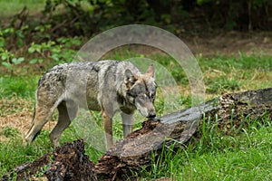 Grey Wolf walking in the forest