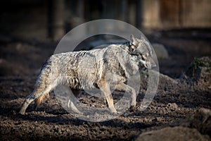 Grey wolf walking in the forest