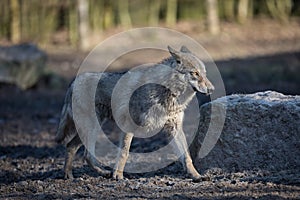 Grey wolf walking in the forest