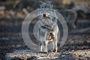 Grey wolf walking in the forest