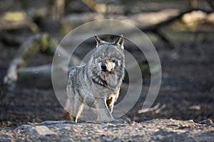 Grey wolf walking in the forest