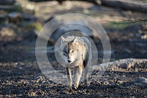 Grey wolf walking in the forest