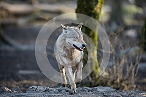 Grey wolf walking in the forest