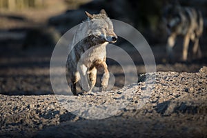 Grey wolf walking in the forest