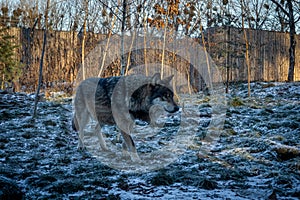 A grey wolf walking outdoors, during a cold winter day.