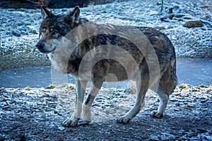 Grey wolf walking outdoors, during a cold winter day.