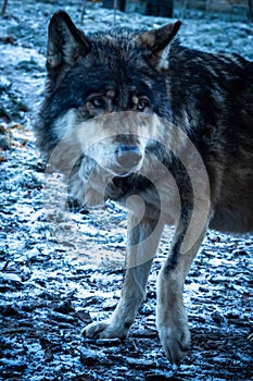 A grey wolf walking outdoors, during a cold winter day. Closeup photo.