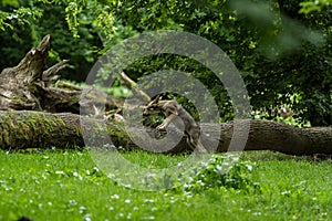 Grey Wolf walking on the tree in the forest