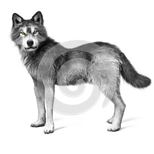 Grey wolf on a white background