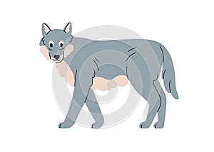 Grey wolf, wild forest canine animal. Carnivore, wood beast. Canis lupus, carnivorous mammal standing looking. Flat