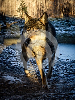 Grey wolf in winter in a closeup photo.