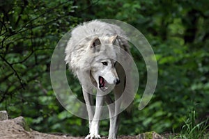 Grey Wolf Yawning