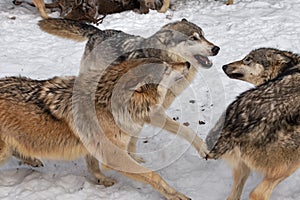 Grey Wolves Canis lupus Cavort Together Winter