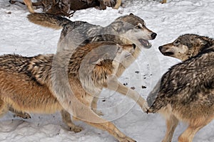 Grey Wolves Canis lupus Cavort Together Winter photo