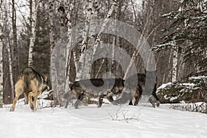 Grey Wolves (Canis lupus) Chase Each Other Away From Viewer Winter