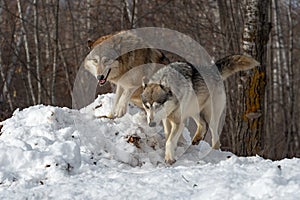 Grey Wolves Canis lupus Climb Over Mound of Snow Winter