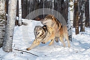 Grey Wolves Canis lupus Collide While Running Through Woods Winter