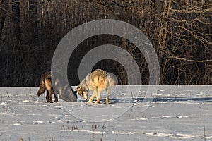 Grey Wolves Canis lupus Dig in Field in Early Morning Light Winter