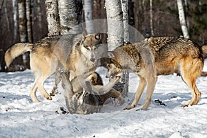 Grey Wolves Canis lupus Dominate Pack Mate Rolling on Back Winter photo