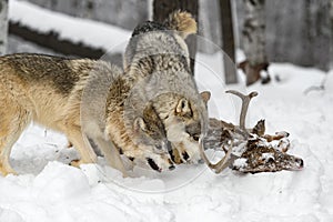 Grey Wolves (Canis lupus) Examine Head of White-Tail Deer Winter