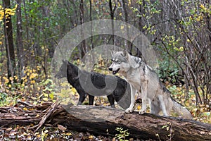 Grey Wolves (Canis lupus) by Log One On One Off Autumn