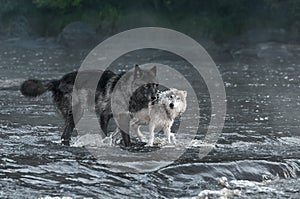 Grey Wolves (Canis lupus) Look Out From River