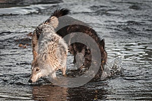 Grey Wolves Canis lupus Noses Down in River