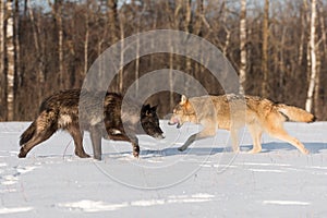 Grey Wolves Canis lupus Pass Each Other