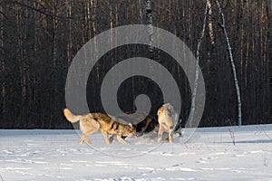 Grey Wolves Canis lupus Pile Up in Early Morning Light Winter