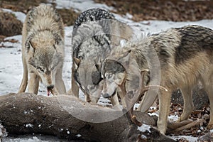 Grey Wolves Canis lupus Pull Meat From White-Tail Deer