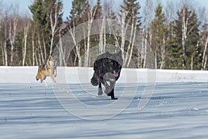 Grey Wolves Canis lupus Run Forward Through Snowy Field