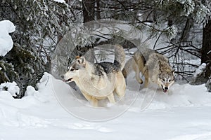 Grey Wolves (Canis lupus) Run Through Pine Forest Scattering Snow Winter