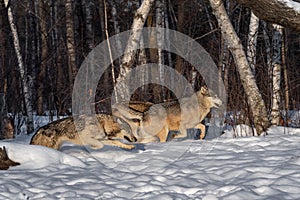Grey Wolves Canis lupus Run Right Along Woods Winter
