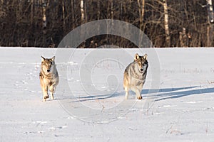 Grey Wolves Canis lupus Run Through Snowy Field