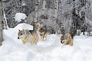 Grey Wolves (Canis lupus) Run Together Through Snow Winter